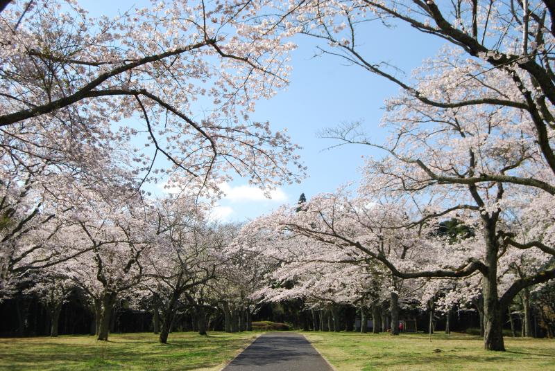 サクラ（桜）