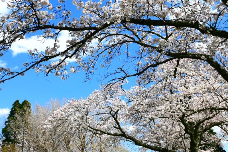 サクラ（桜）